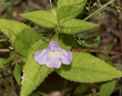 Mimulus alatus