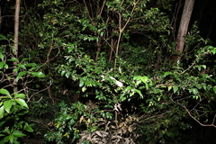 Backhousia myrtifolia