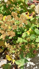 Spiraea hayatana