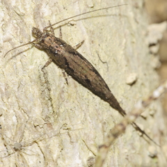 Nesomachilis