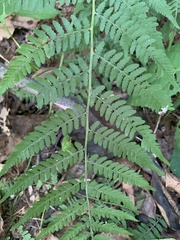 Athyrium