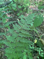 Athyrium