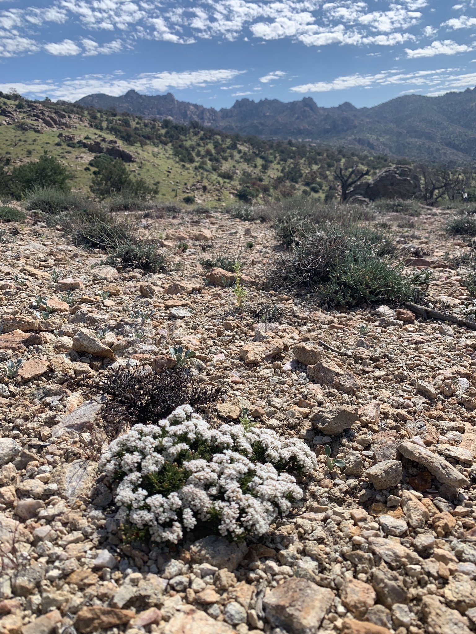 Eriogonum thornei