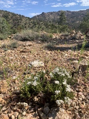 Eriogonum thornei