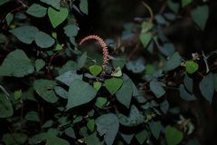 Homalanthus stillingiifolius