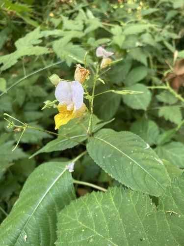 Two-colored impatiens (Impatiens bicolor)