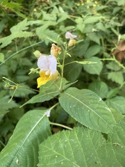 Impatiens bicolor