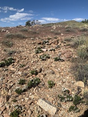Eriogonum thornei