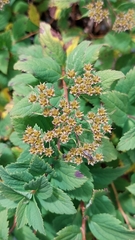 Spiraea hayatana