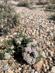 Eriogonum thornei