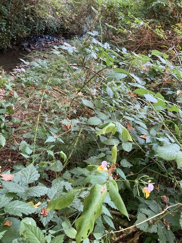Impatiens bicolor, photograph 4