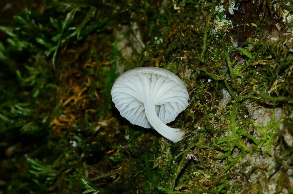 Pulverulina ulmicola