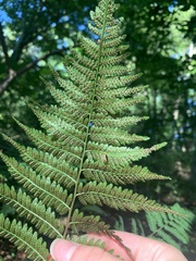 Athyrium