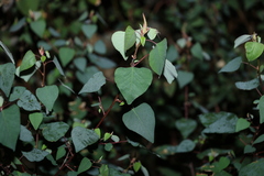 Homalanthus stillingiifolius