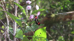 Heliconius erato