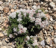 Eriogonum thornei
