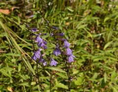 Lobelia puberula