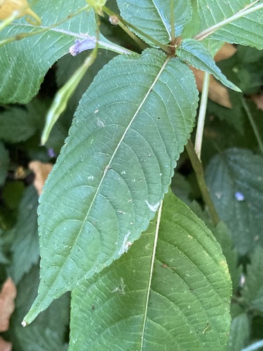 Impatiens bicolor, photograph 3