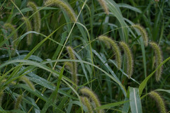 Setaria faberi
