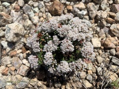 Eriogonum thornei