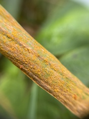 Puccinia