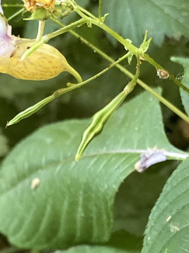 Impatiens bicolor, photograph 2