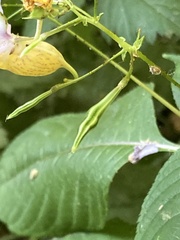 Impatiens bicolor