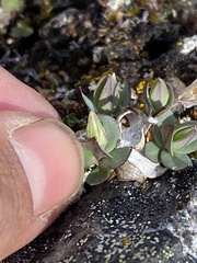 Stellaria alaskana