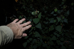 Homalanthus stillingiifolius