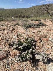 Eriogonum thornei