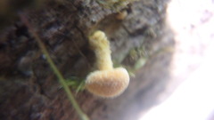 Cystoderma