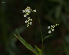 Persicaria glabra