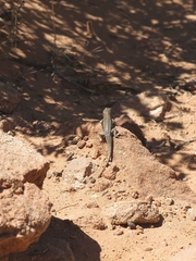 Sceloporus graciosus