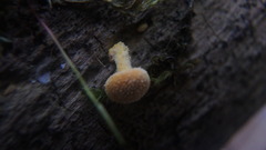 Cystoderma