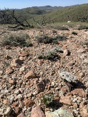 Eriogonum thornei