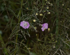 Agalinis tenuifolia