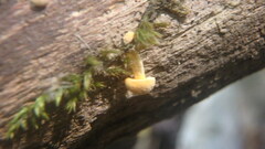 Cystoderma