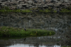 Egretta rufescens