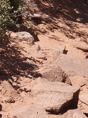 Sceloporus graciosus
