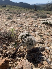Eriogonum thornei