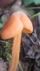 Entoloma quadratum