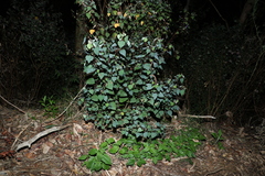 Homalanthus stillingiifolius