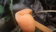 Entoloma quadratum