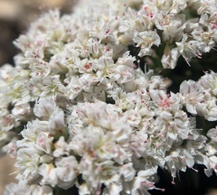 Eriogonum thornei