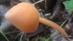 Entoloma quadratum
