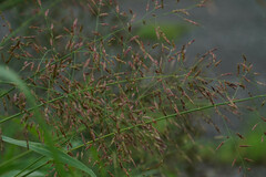 Sorghum halepense