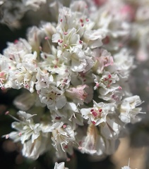 Eriogonum thornei