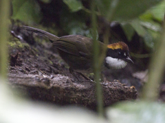 Arremon brunneinucha