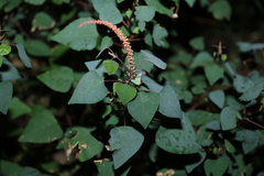 Homalanthus stillingiifolius