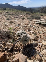 Eriogonum thornei